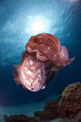 Broadclub cuttlefish in the sun. by Erika Antoniazzo 